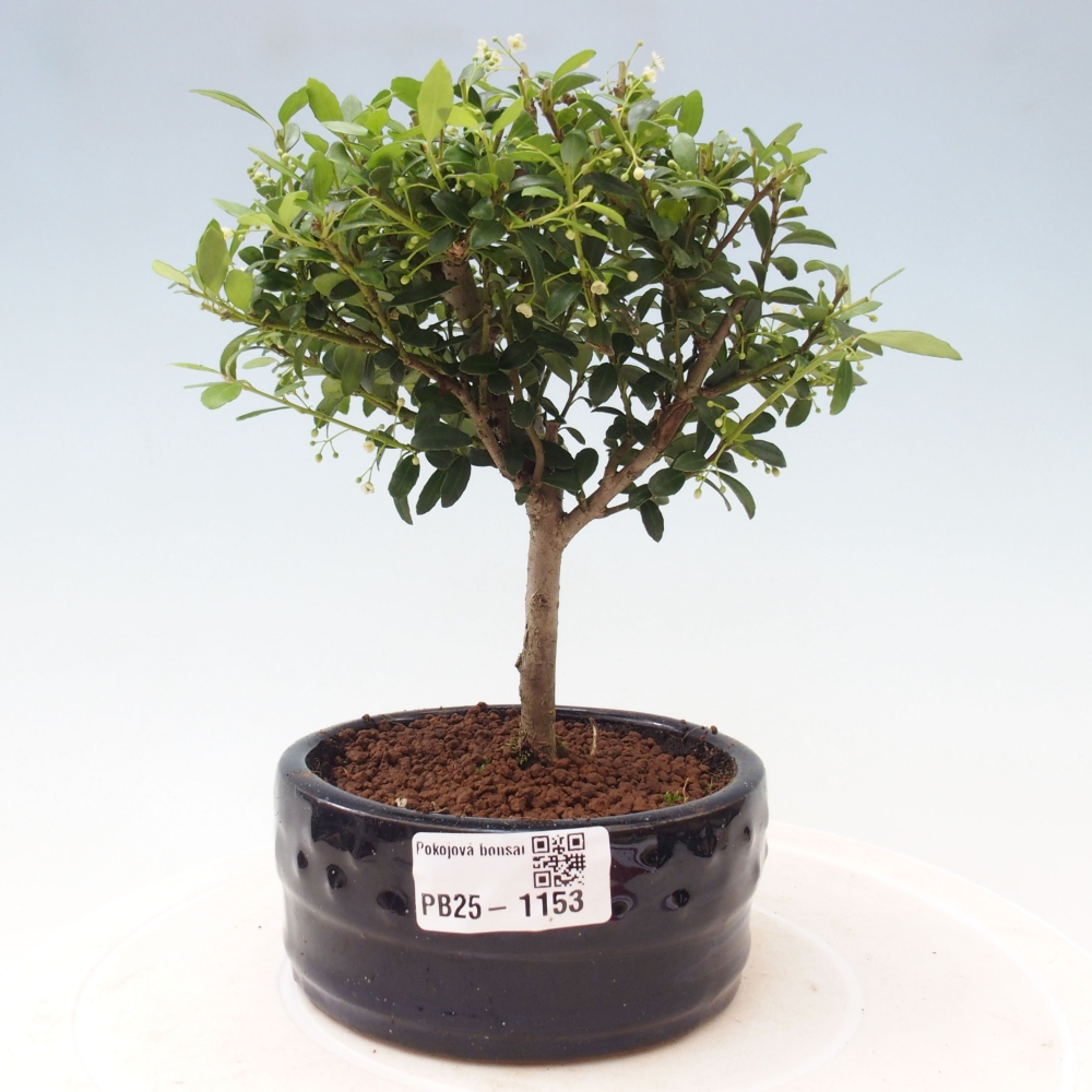 Zimmerbonsai - Ilex crenata - Holly