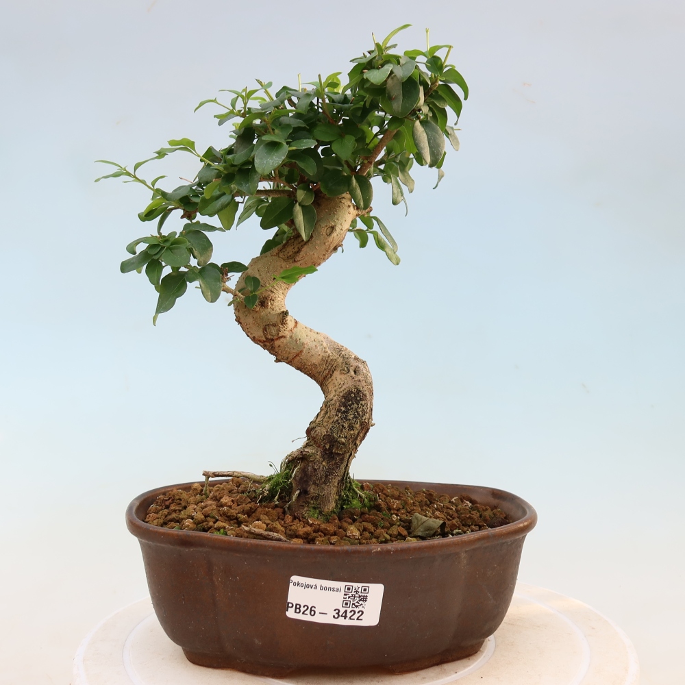 Zimmer Bonsai -Ligustrum chinensis - Vogelschnabel