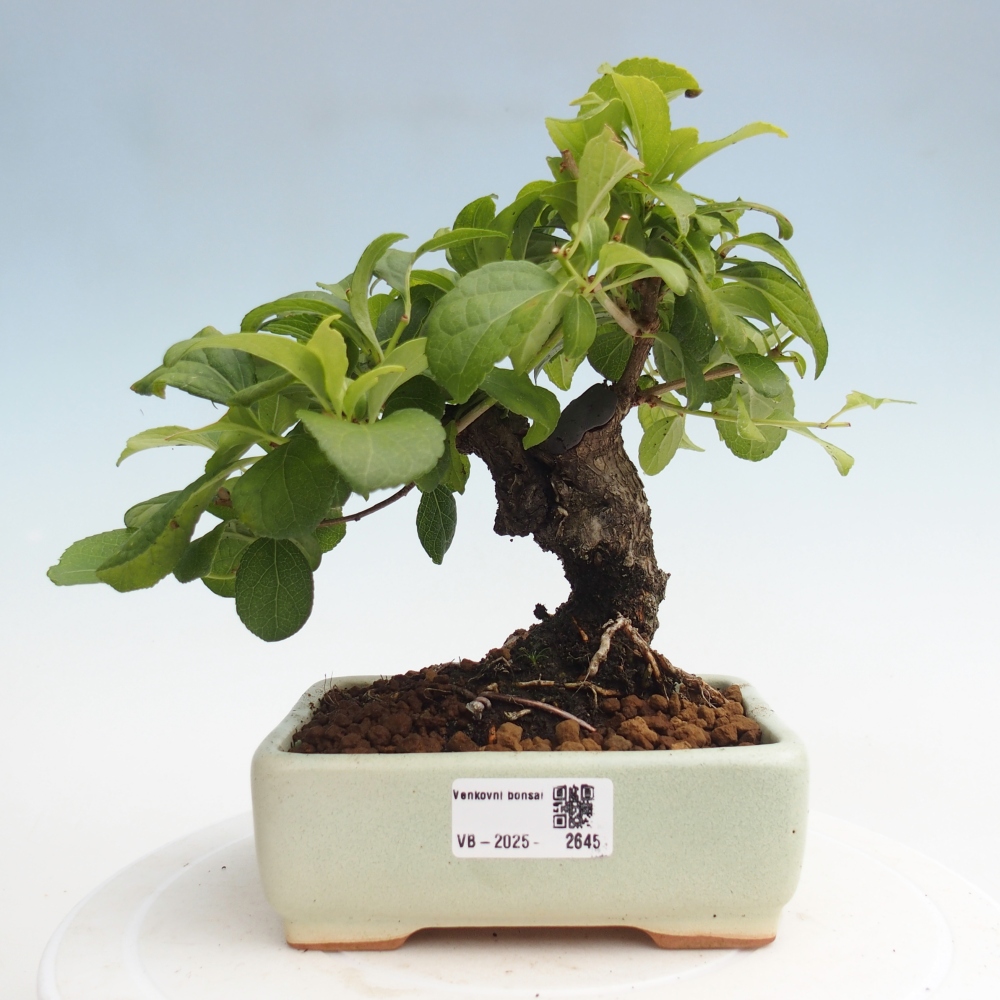 Outdoor-Bonsai - Celastrus Jesenec