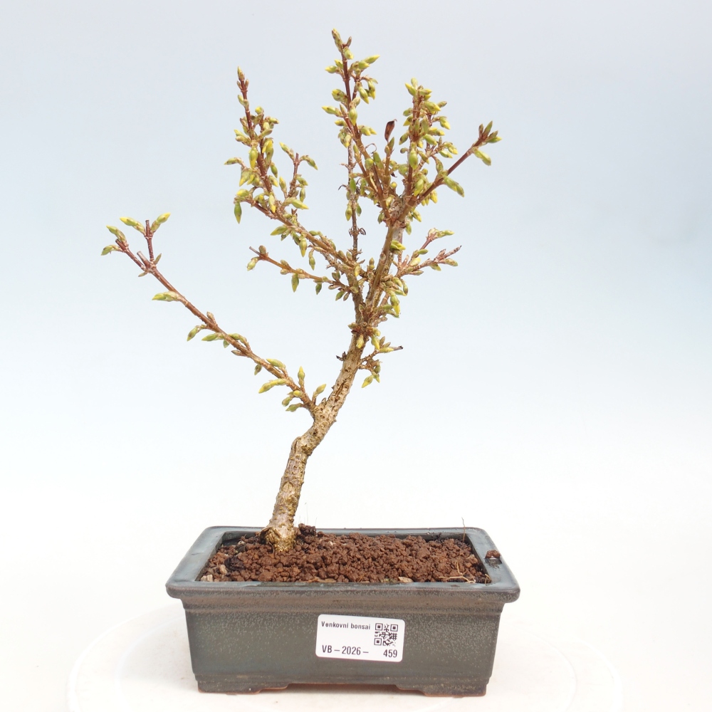 Bonsai für draußen - Zlatice - Forsythia intermedia