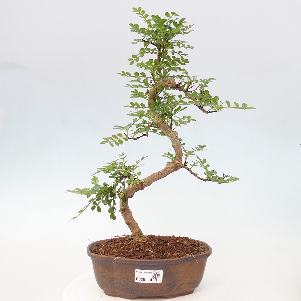 Zimmer Bonsai - Zantoxylum piperitum - Pfefferbaum
