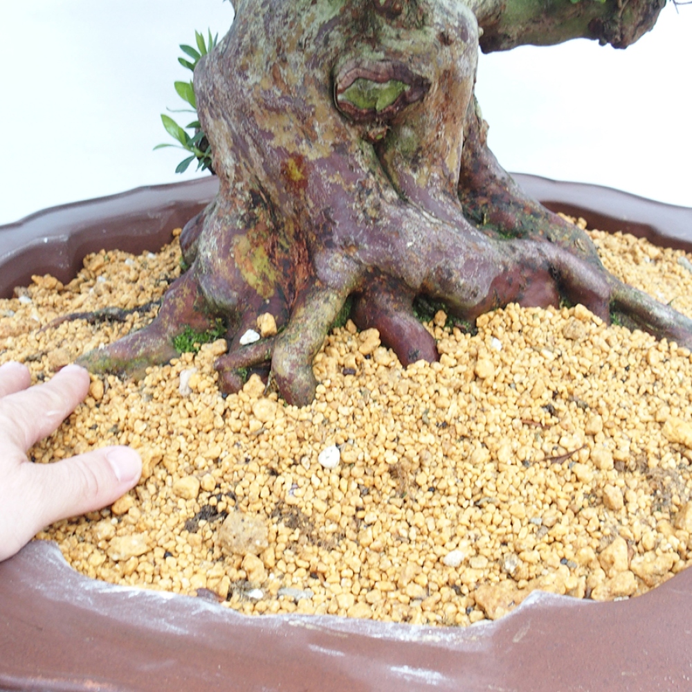 Bonsai im Freien - Japanische Azalee - Azalea Toki