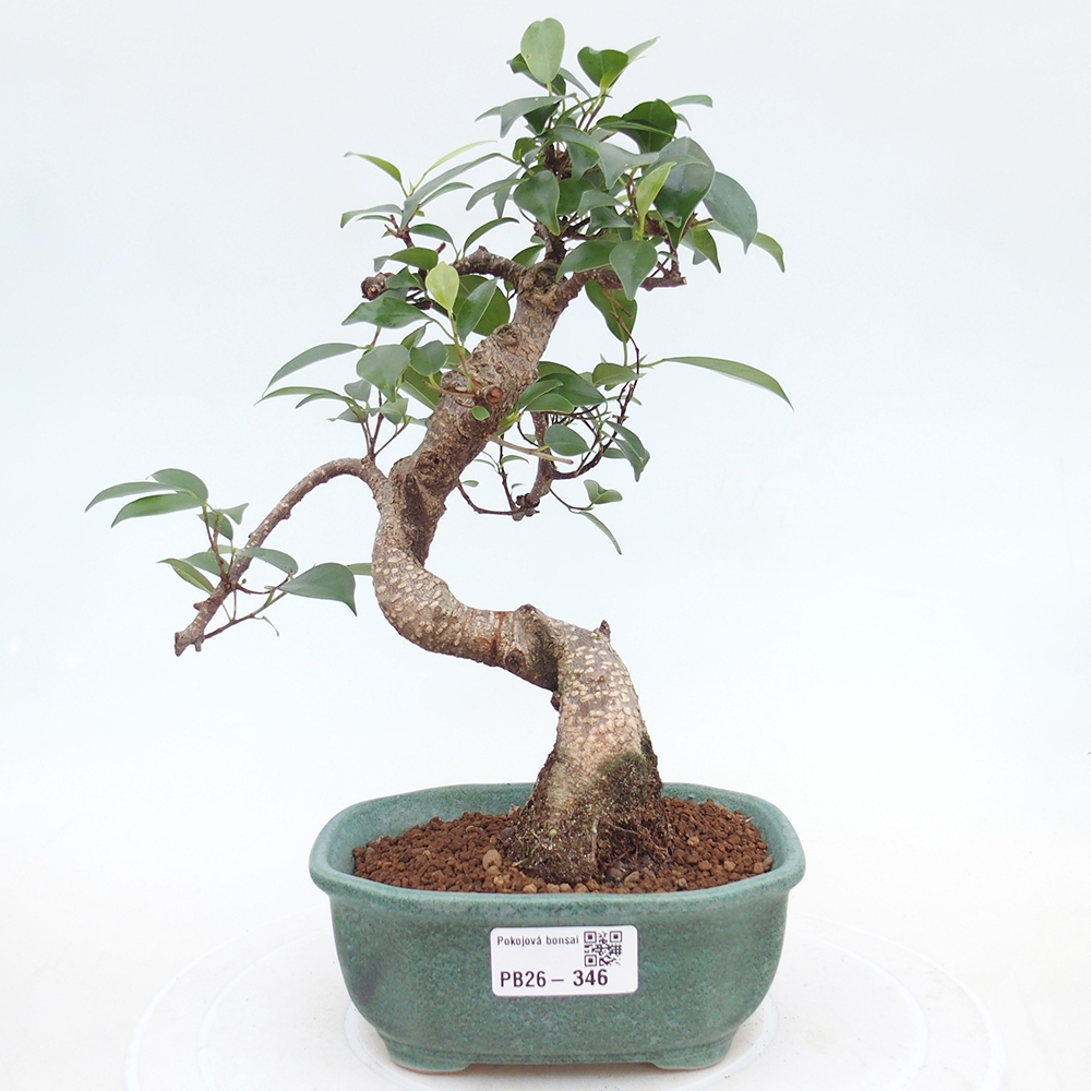 Zimmerbonsai - Ficus retusa - Kleinblättriger Ficus