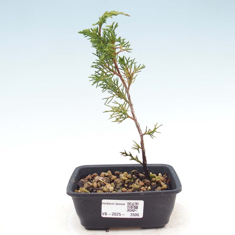 Bonsai für draußen - Juniperus chinensis Itoigawa