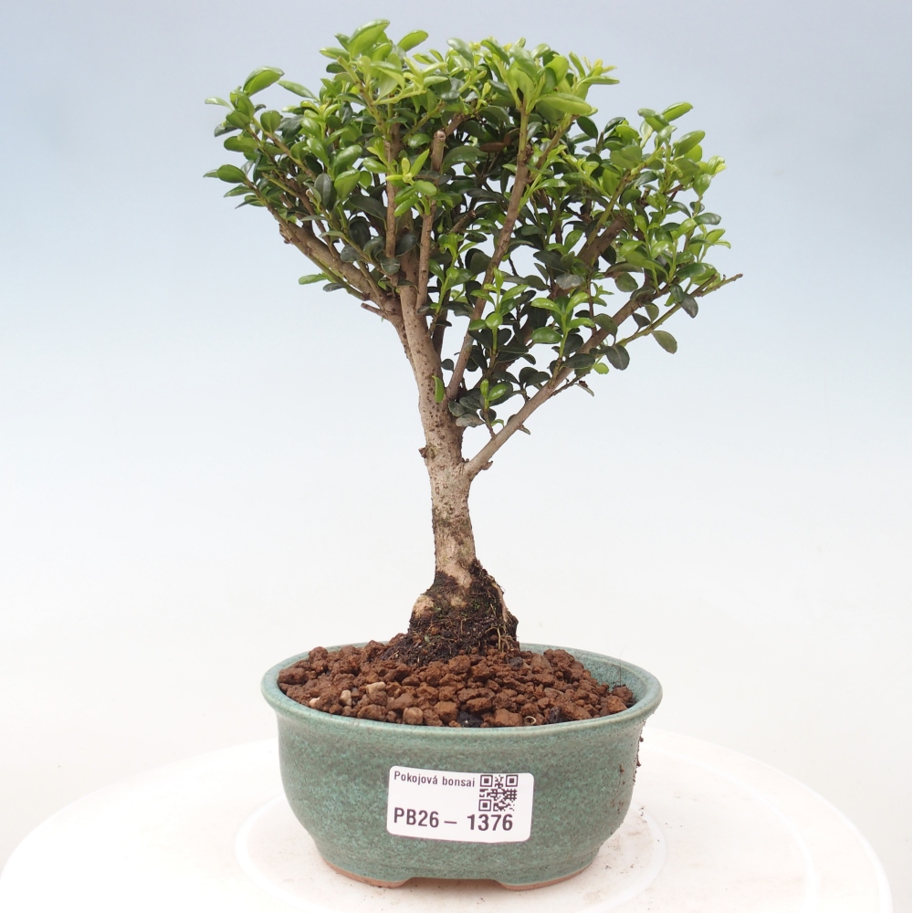 Zimmer Bonsai - Ilex crenata - Stechpalme