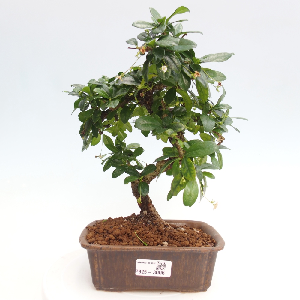 Zimmerbonsai - Carmona Macrophylla - Fuki-Tee