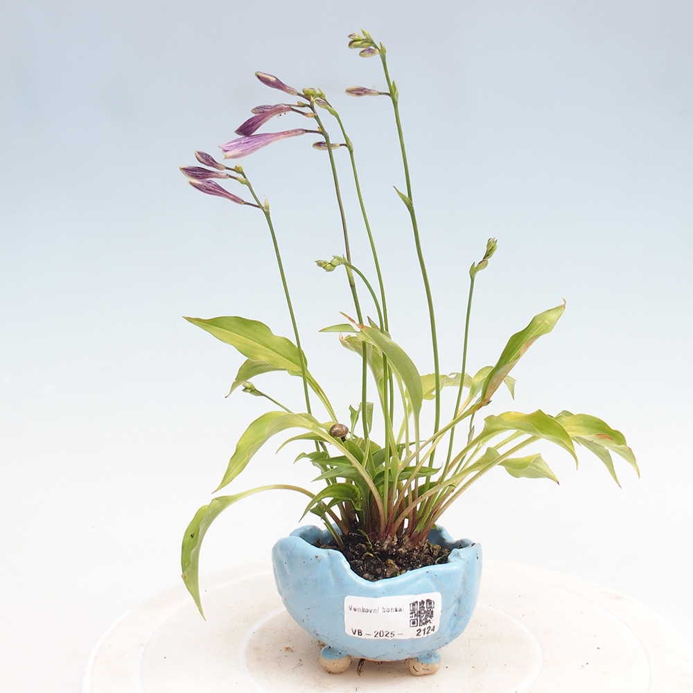 Bonsai im Freien - Mini Hosta - Göttin