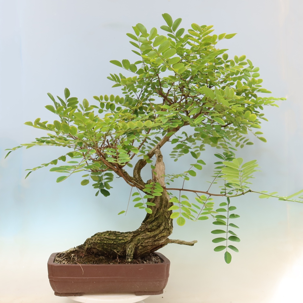 Bonsai für draußen - Dorn-Akazie - Robinia pseudoacacia