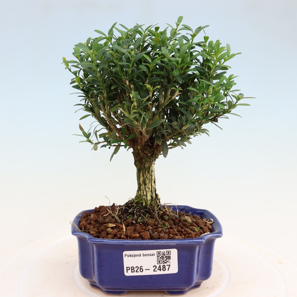 Zimmer Bonsai - Buxus harlandii - Korkbuxus