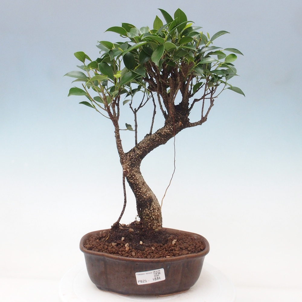 Indoor-Bonsai - Ficus retusa - kleiner Ficus