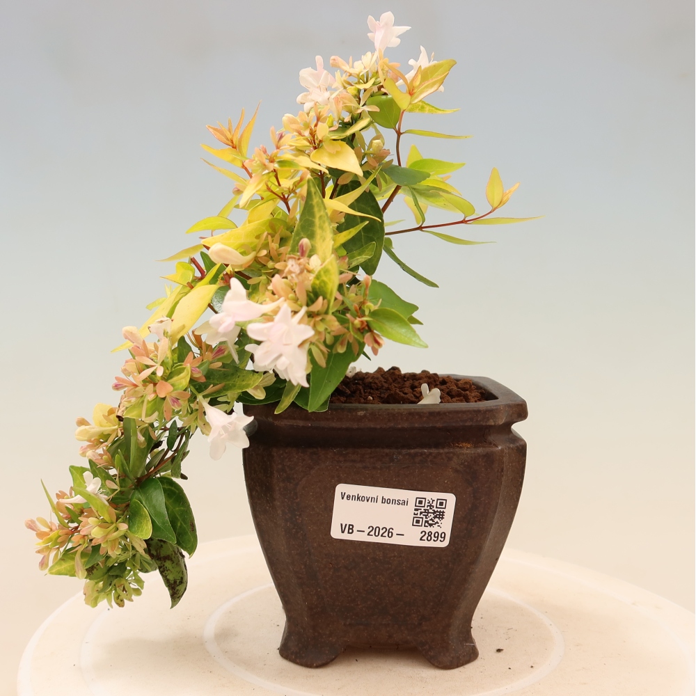 Bonsai für den Außenbereich – Abelia gr. Kleidoscope – Großblumige Abelie