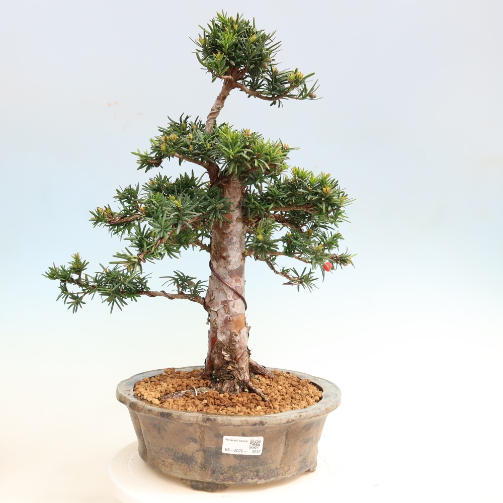Bonsai für draußen - Taxus cuspidata - Japanische Eibe