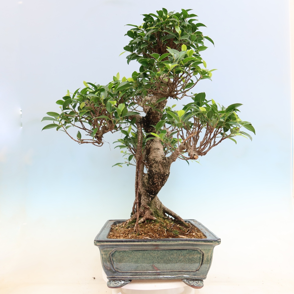 Zimmerbonsai - Ficus kimmen - Kleinblättriger Ficus