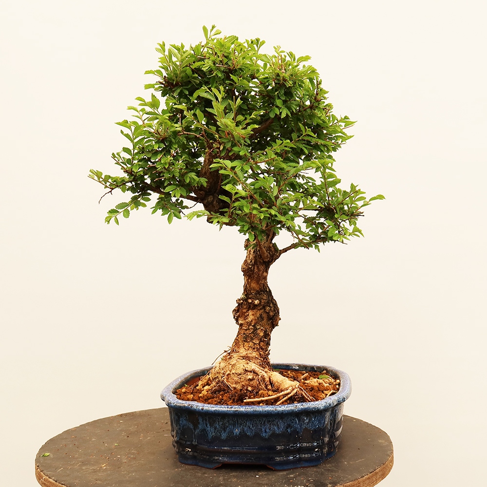 Bonsai im Freien - Zelkova - Zelkova NIRE