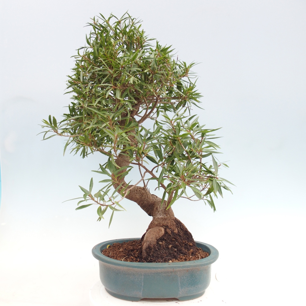 Zimmerbonsai - Ficus nerifolia - Kleinblättriger Ficus