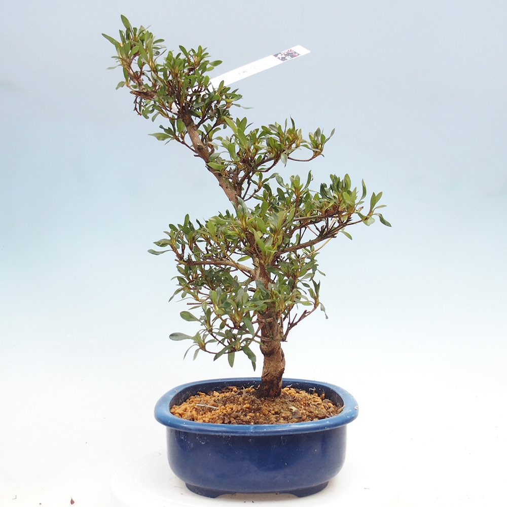 Bonsai für draußen - Japanische Azalee - Azalee CHIHIRO