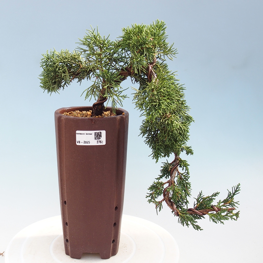 Bonsai im Freien - Juniperus chinensis Kishu - Chinesischer Wacholder