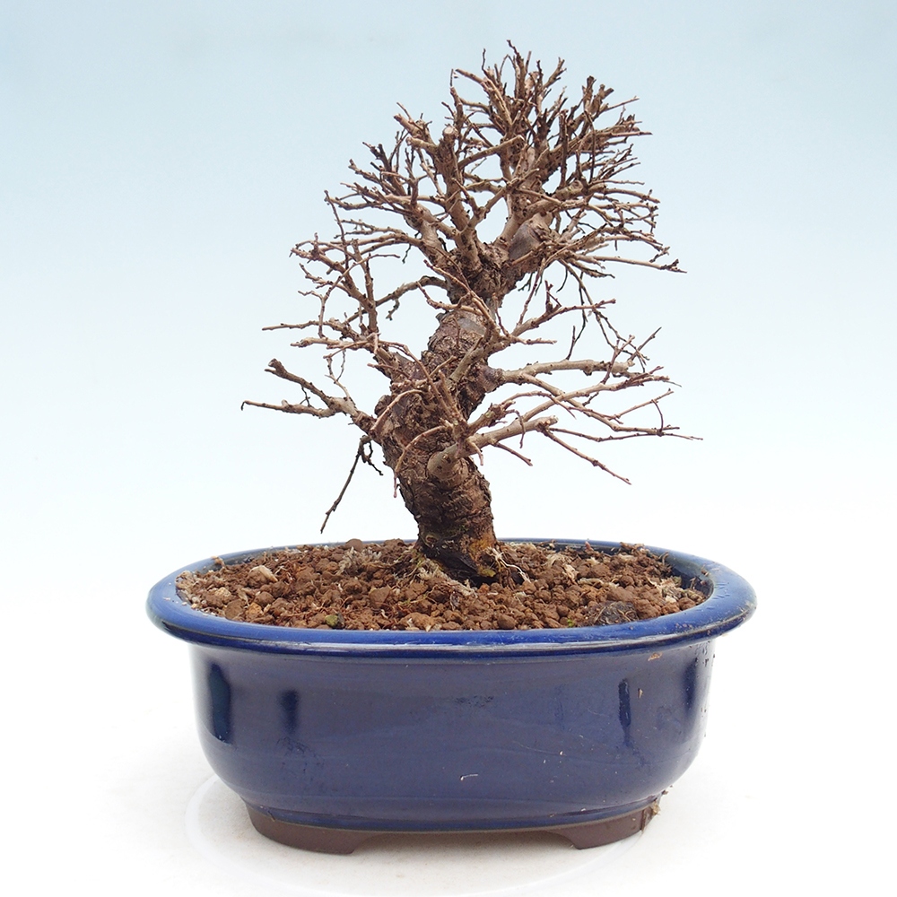 Bonsai für draußen - Zelkova - Zelkova NIRE