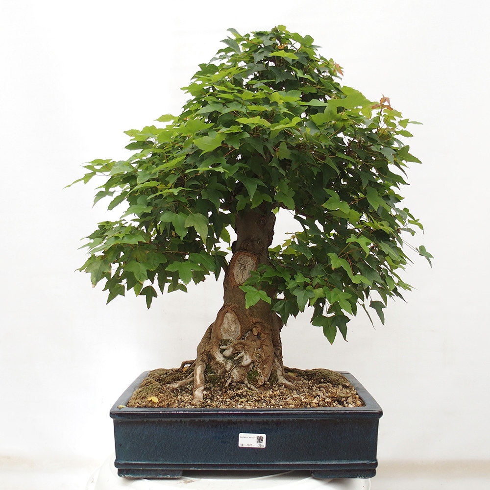 Bonsai im Freien - Ahorn Buergerianum - Burger Maple