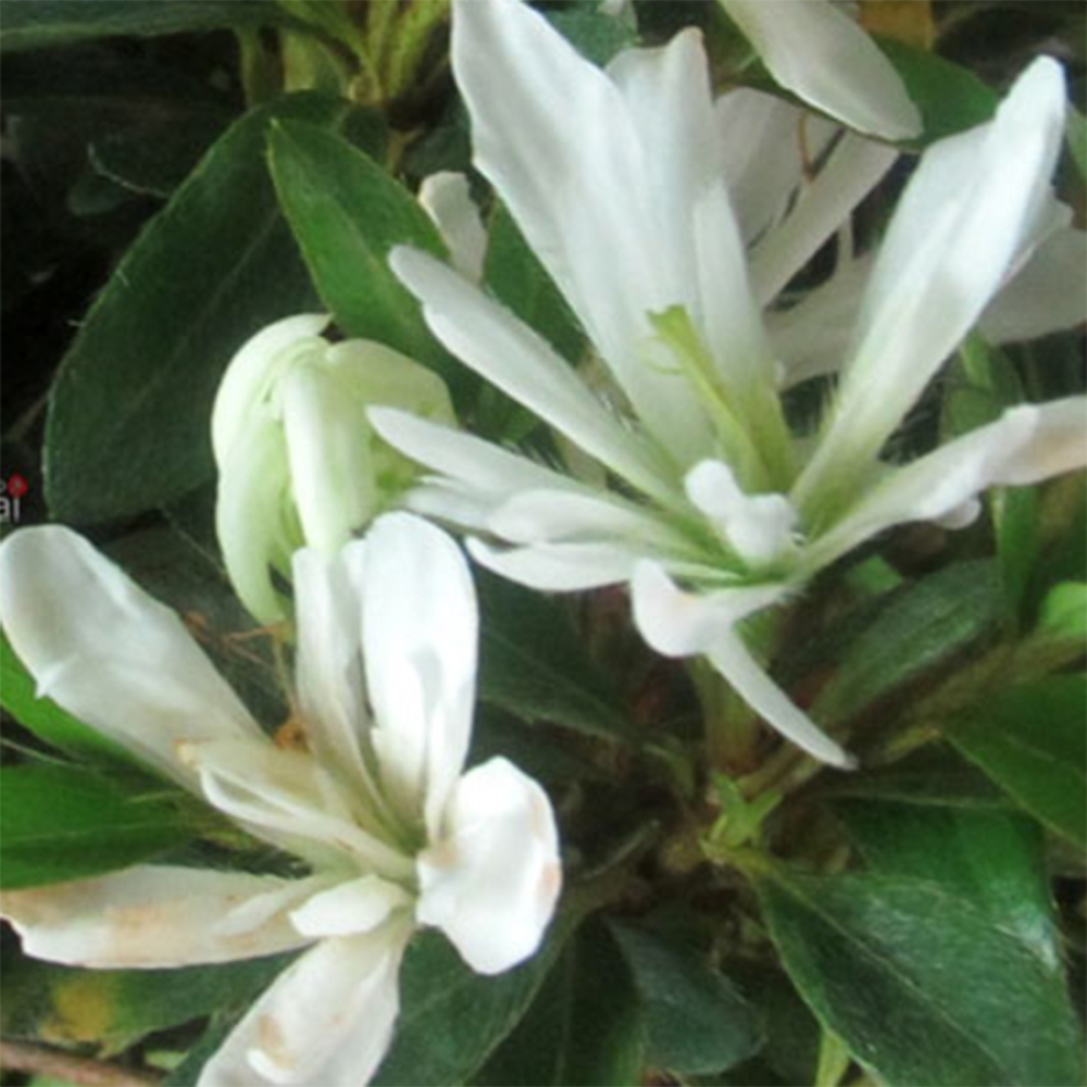 Bonsai für draußen - Japanische Azalee - Azalee Tateyama-no-Yuki