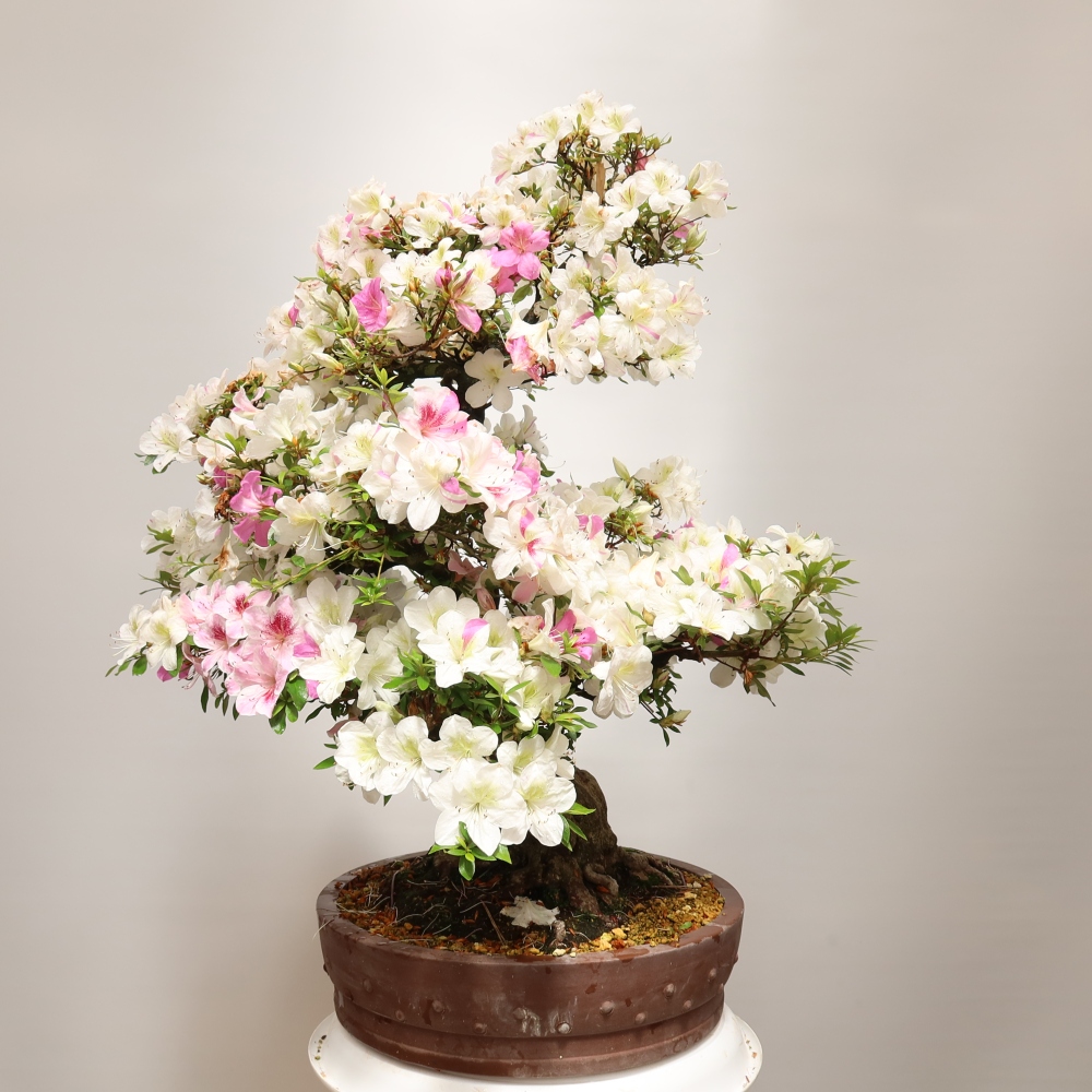 Bonsai für den Außenbereich – Japanische Azalee – Azalea Kotobokietsu
