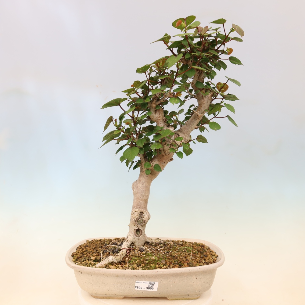 Zimmerbonsai - Hibiscus tiliaceus - Meeres-Hibiskus