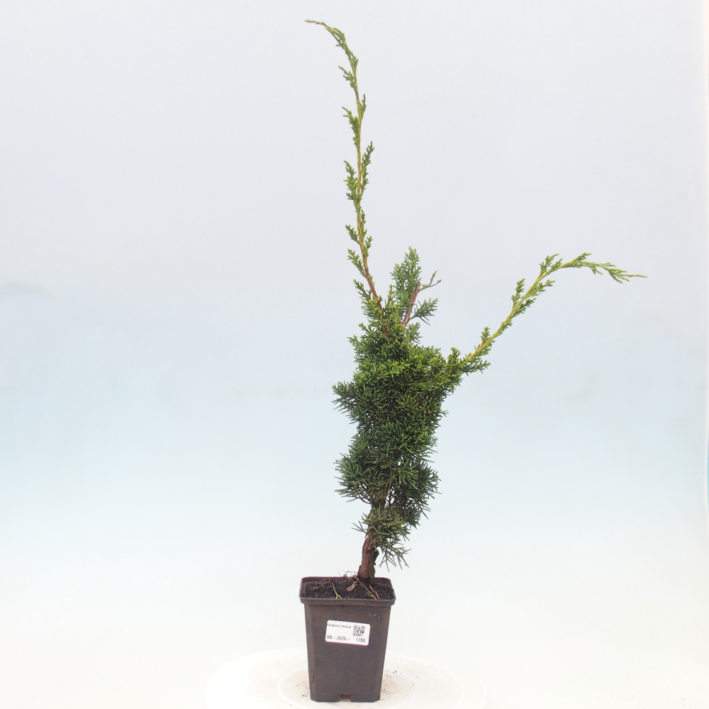 Bonsai für draußen - Juniperus chinensis Kishu