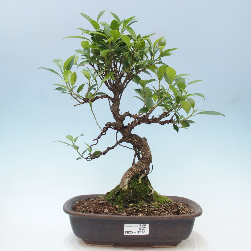 Indoor-Bonsai - Ficus kimmen - kleinblättriger Ficus
