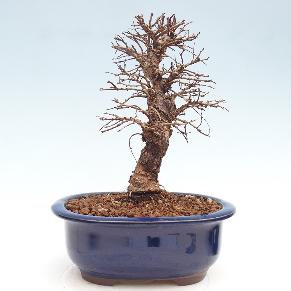Bonsai für draußen - Zelkova - Zelkova NIRE