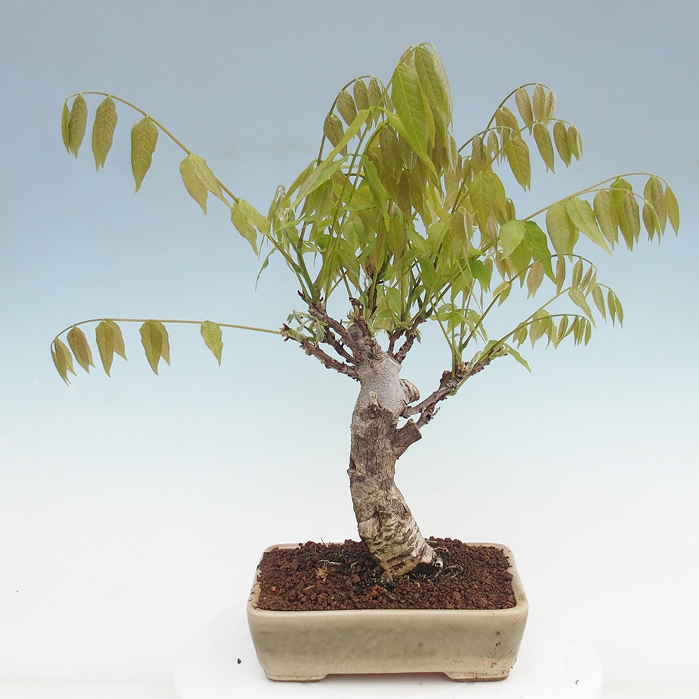 Bonsai im Freien - Wisteria floribunda - Wisteria floribunda