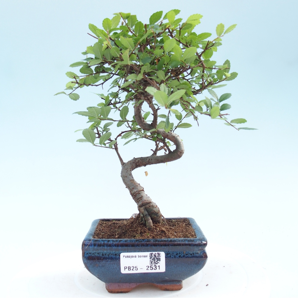 Indoor Bonsai - Ulmus parvifolia - Kleine Blattulme