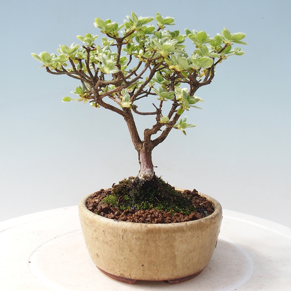 Outdoor-Bonsai - Rododendron indicum - Japanische Azalee