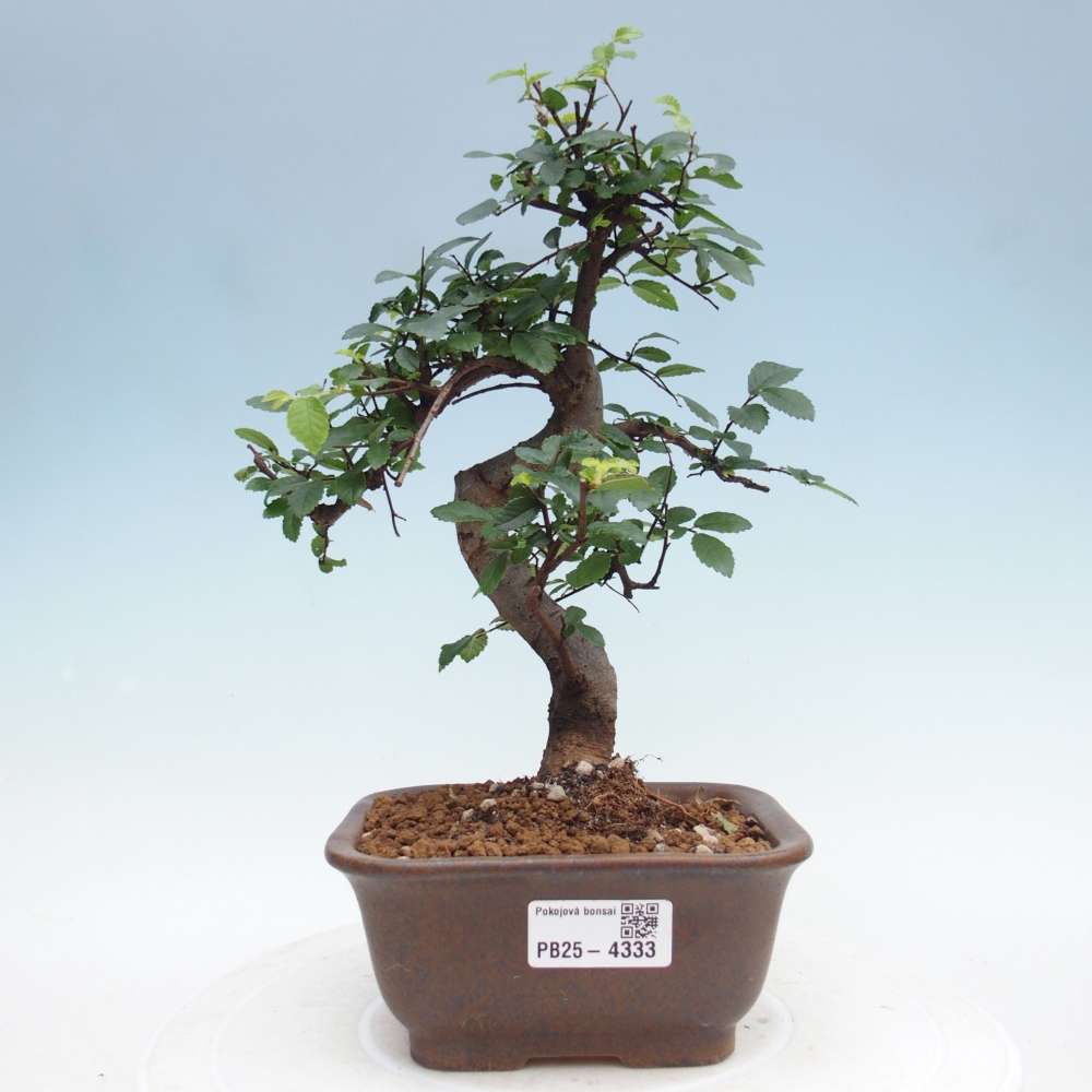 Zimmerbonsai - Ulmus parvifolia - Kleinblättrige Ulme