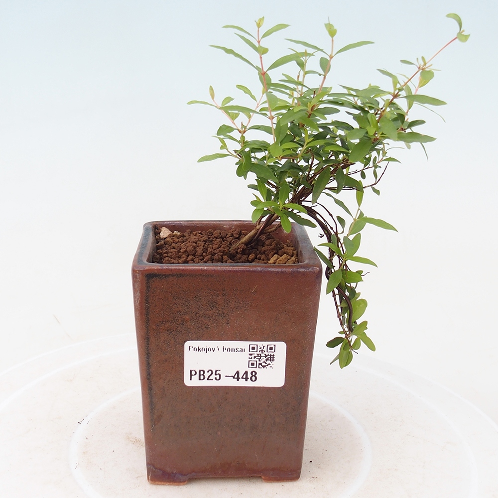 Zimmer Bonsai-PUNICA Granatum -Granatapfel
