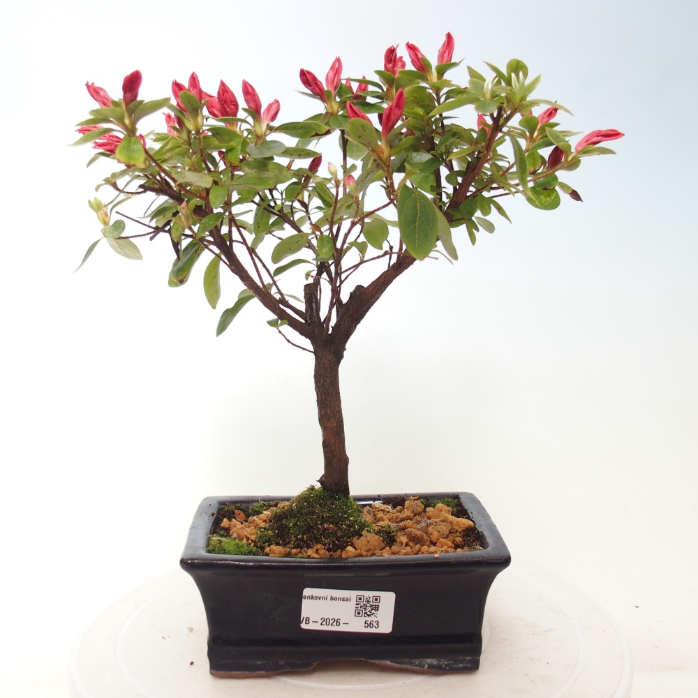Bonsai für draußen - Japanische Azalee - Azalea sp.