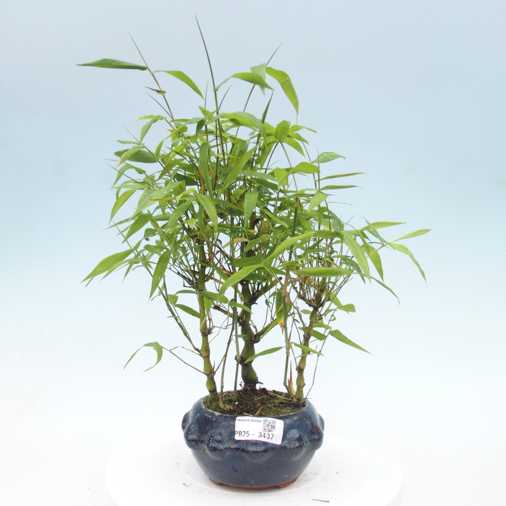 Zimmer Bonsai - Bambus budha-Bambus budha bauch