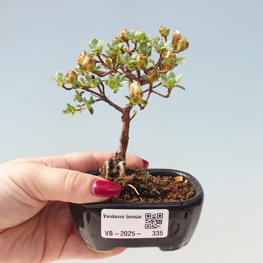 Outdoor-Bonsai - Rododendron indicum - Japanische Azalee