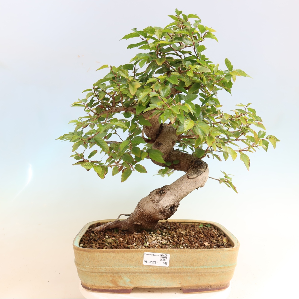 Bonsai für draußen -Carpinus CARPINOIDES - Koreanische Hainbuche