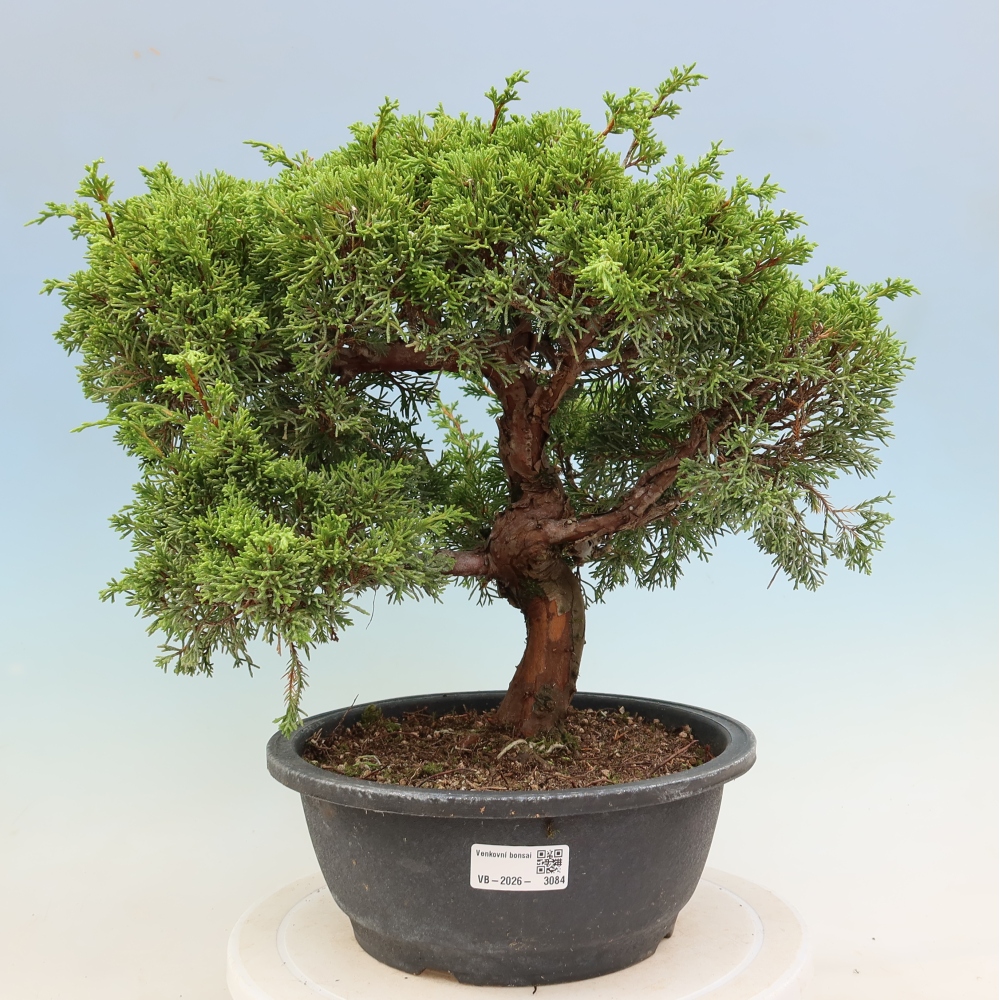 Bonsai für draußen - Juniperus chinensis Itoigawa-Juniperus chinensis
