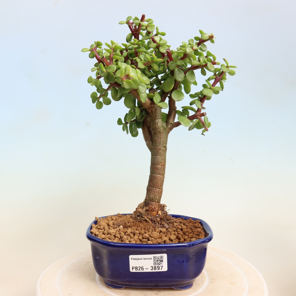 Zimmer Bonsai - Portulakaria Afra - Tlustice