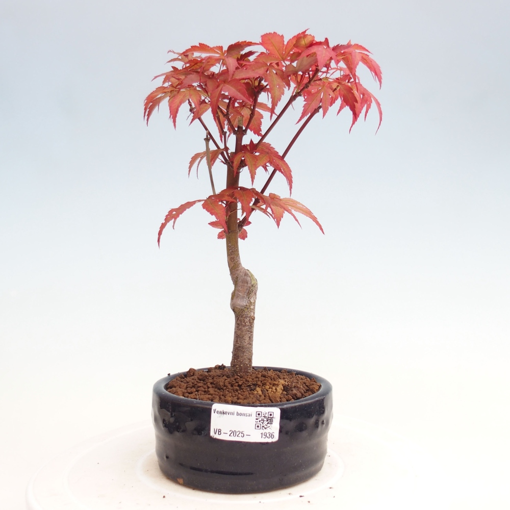 Bonsai im Freien - Acer-Palme. Atropurpureum-Palmenblatt-Ahorn
