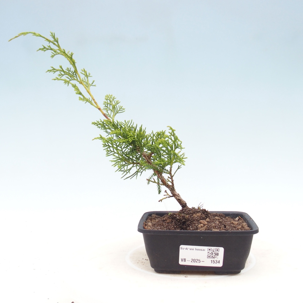 Outdoor bonsai - Juniperus chinensis Itoigawa - Chinese juniper