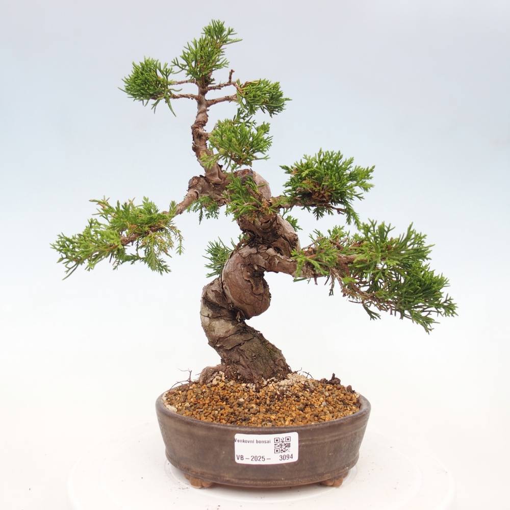 Outdoor bonsai - Juniperus chinensis Itoigawa - Chinese juniper