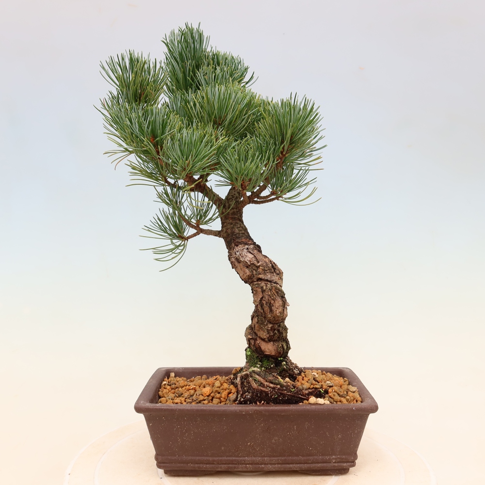 Bonsai für draußen - Pinus parviflora - Pinus parviflora