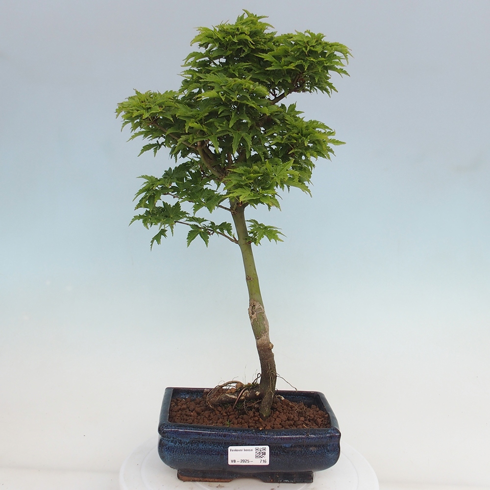 Bonsai im Freien - Acer palmatum Shishigashira-Ahorn