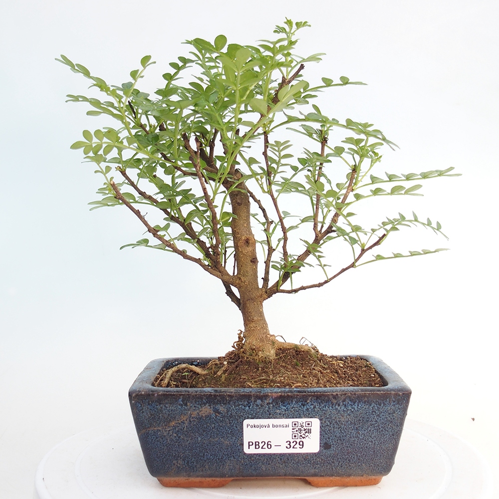 Zimmer Bonsai - Zantoxylum piperitum - Pfefferbaum