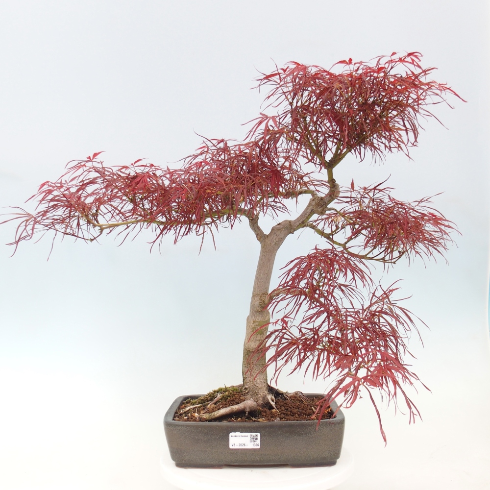 Bonsai für draußen - Acer palmatum RED PYGMY
