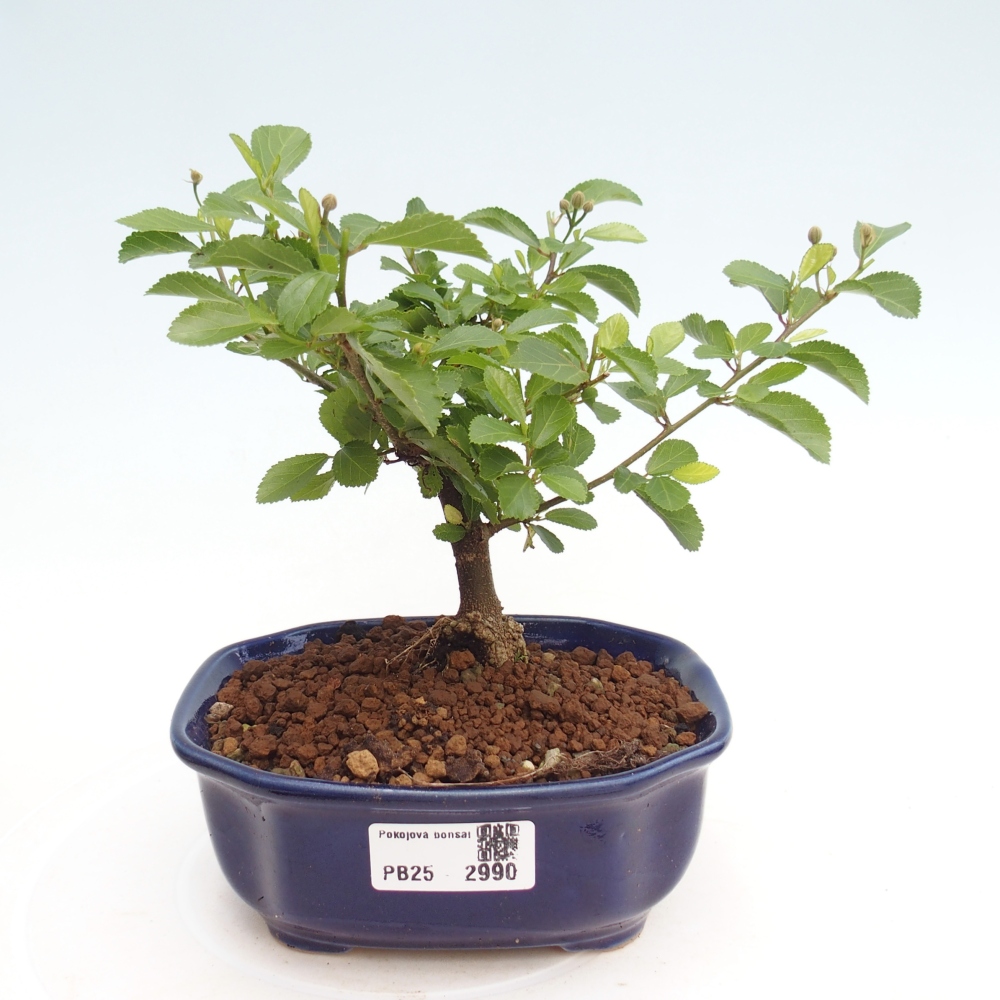 Zimmerbonsai - Grewia occidentalis - Lavendelstern