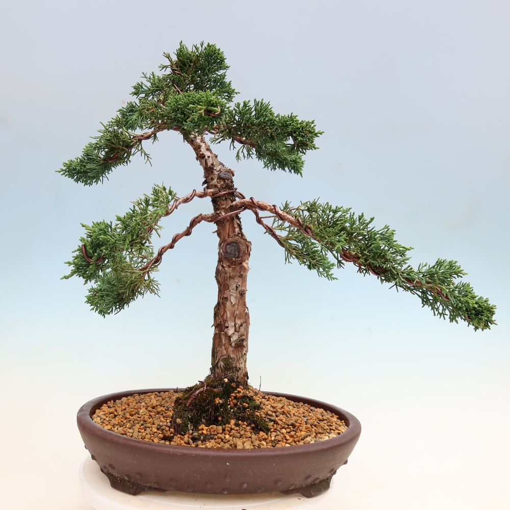 Bonsai für draußen - Juniperus chinensis Kishu