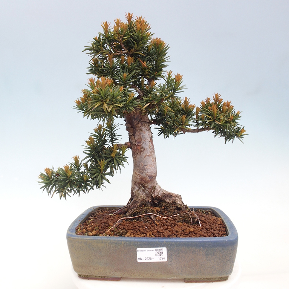 Bonsai im Freien - Taxus cuspidata - Japanische Eibe